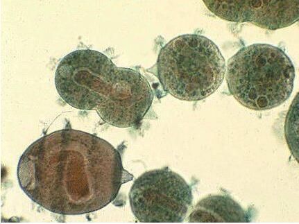 廢水中重金屬污、微生物污染物的處理方法